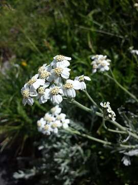 Achillea clavennae L. resmi