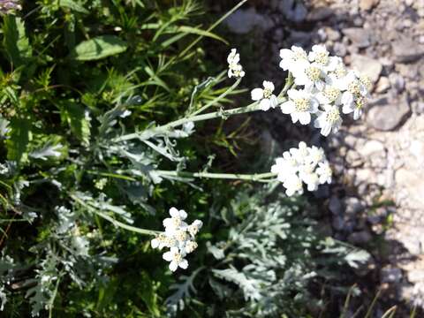 Image of Achillea clavennae L.