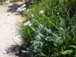 Image of silvery yarrow