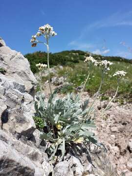 Achillea clavennae L. resmi