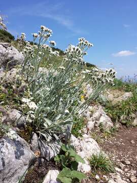 Image of Achillea clavennae L.