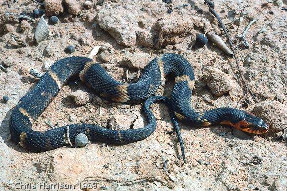 Image of Banded Water Snake