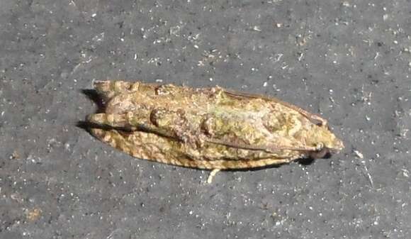 Image of Maple Twig Borer Moth