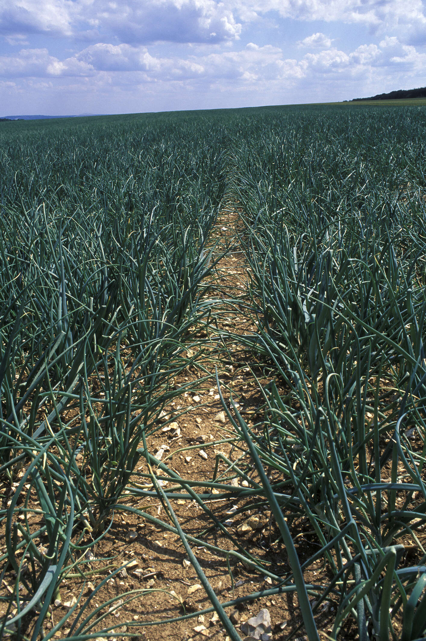 Image of garden onion