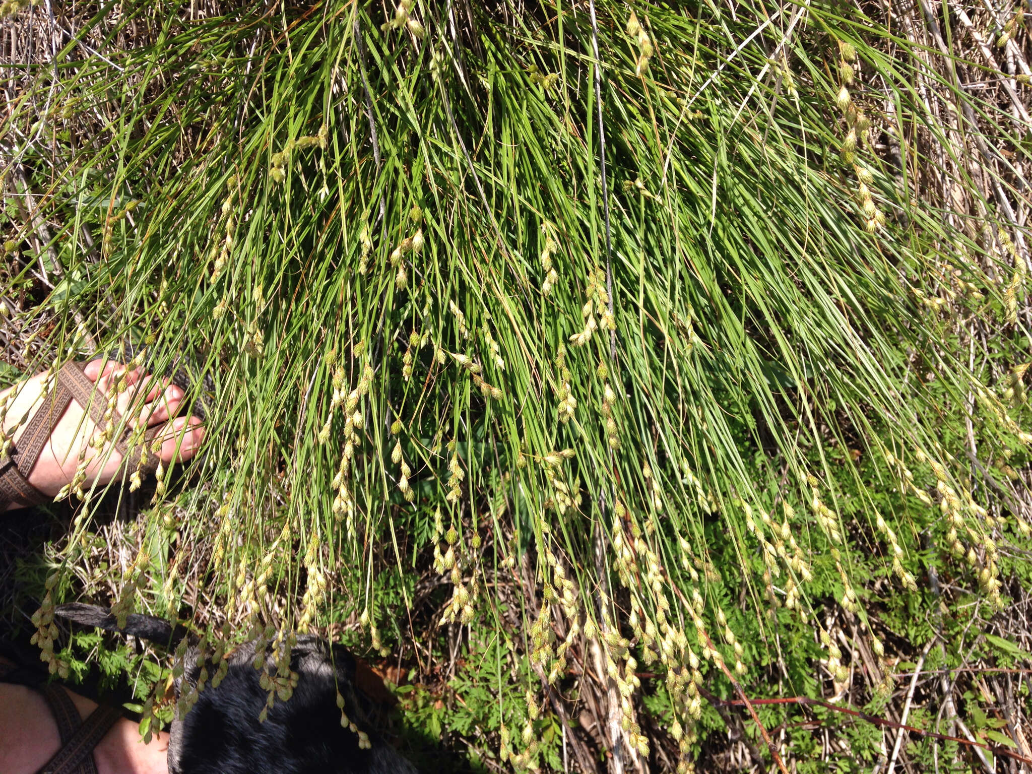 Image of broom sedge