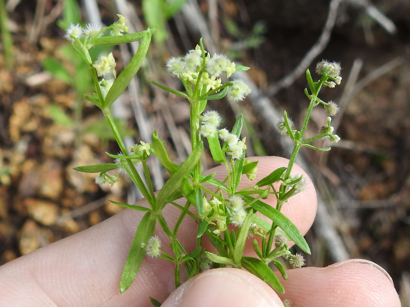 Plancia ëd Galium fendleri A. Gray