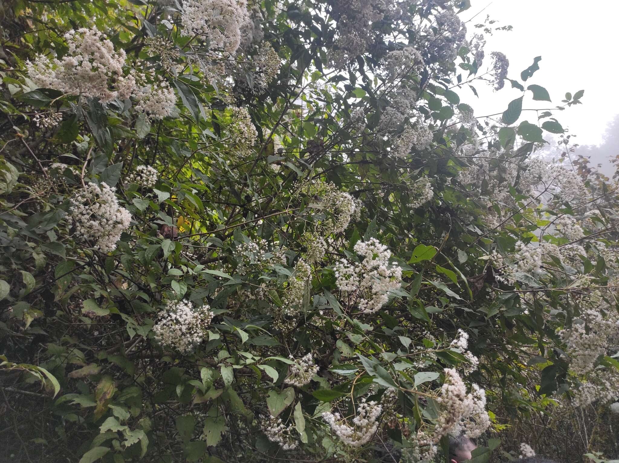 Image of Ageratina ligustrina (DC.) R. King & H. Rob.