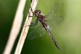 Image of Common Baskettail