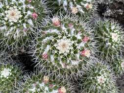 Image of Mammillaria knippeliana Quehl