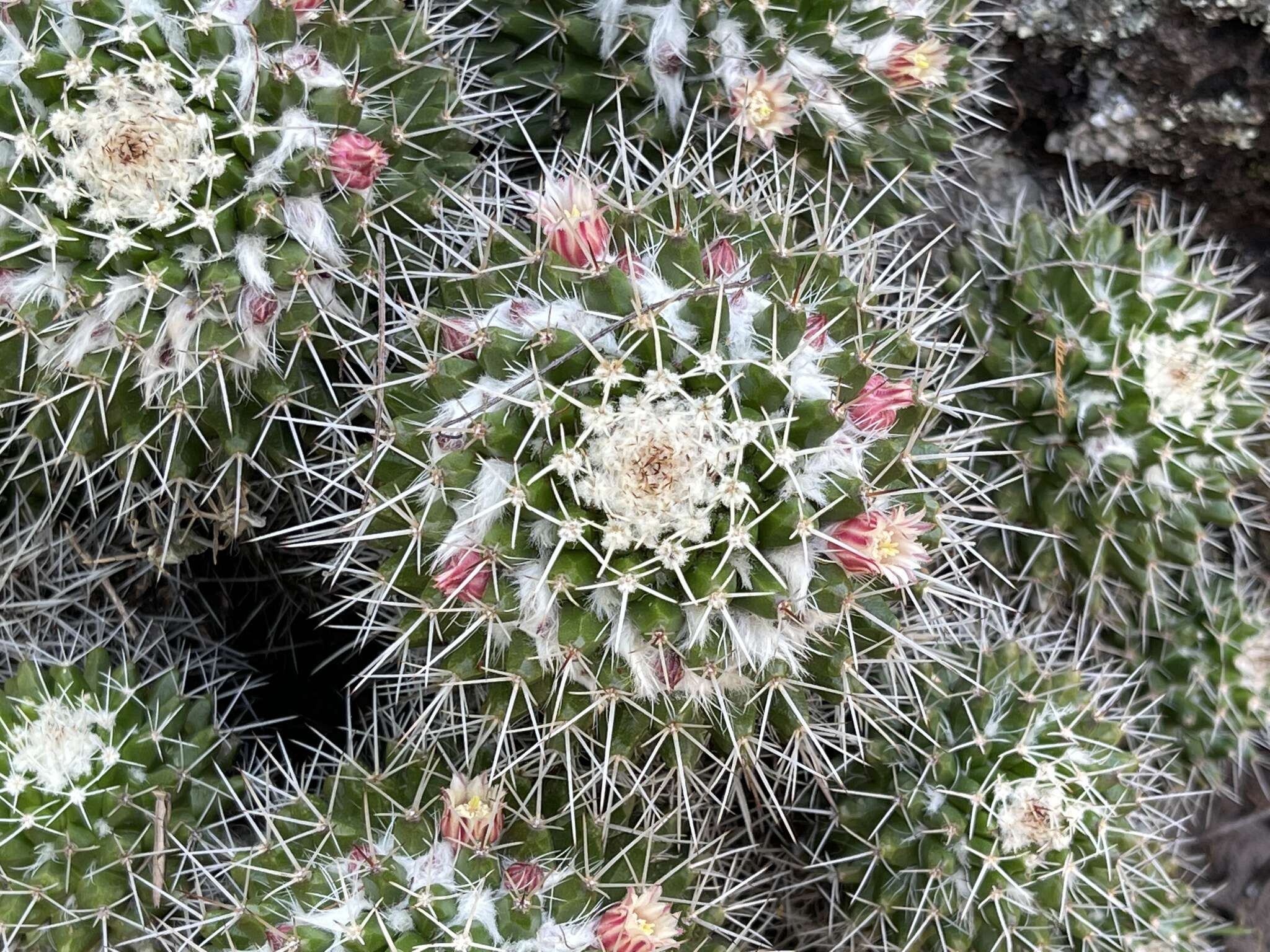 Image of Mammillaria knippeliana Quehl