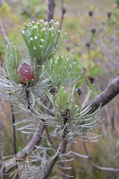 Image of Linear-leaf Conebush