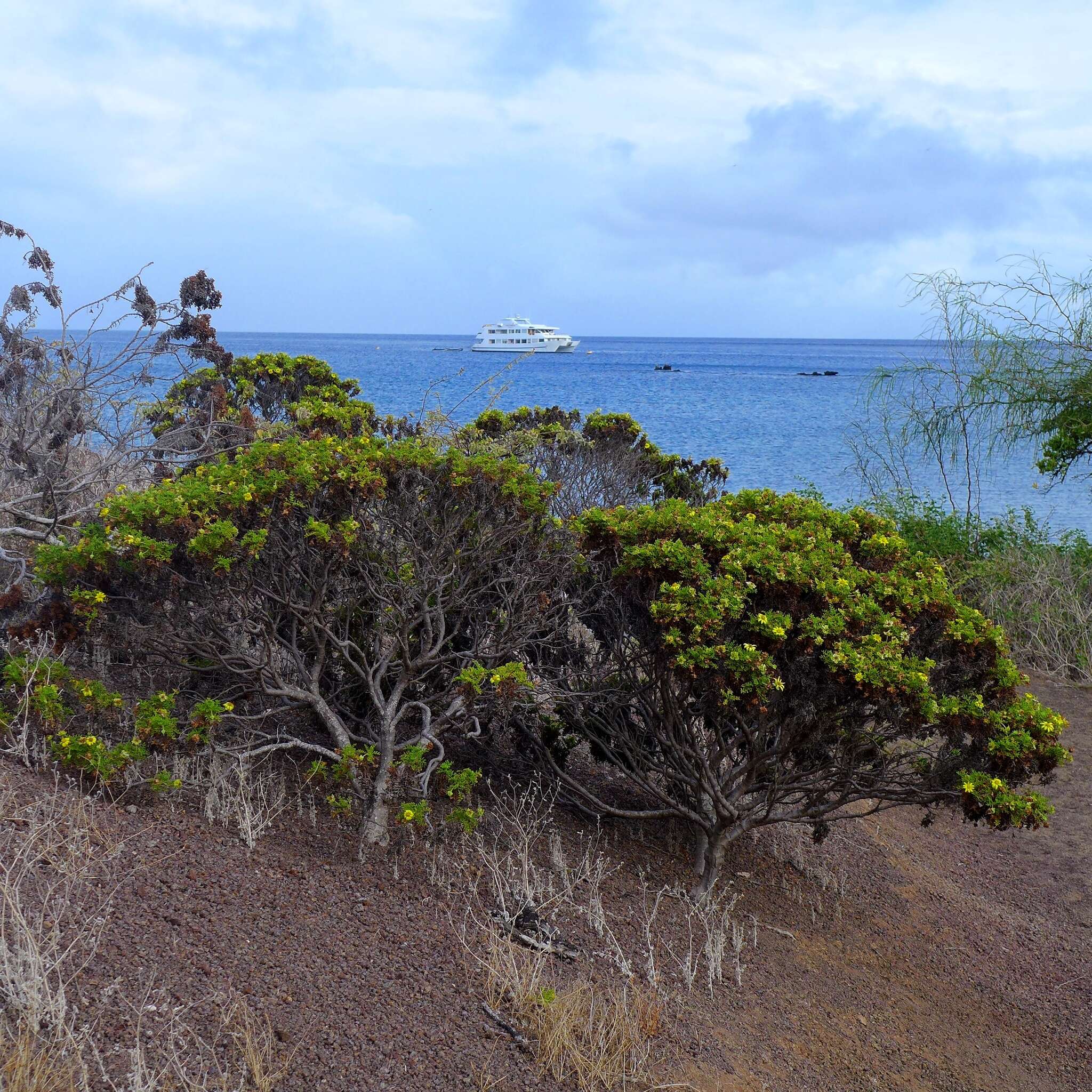 Image of Floreana daisy