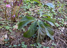 Image of Helleborus × hybridus H. Vilm.