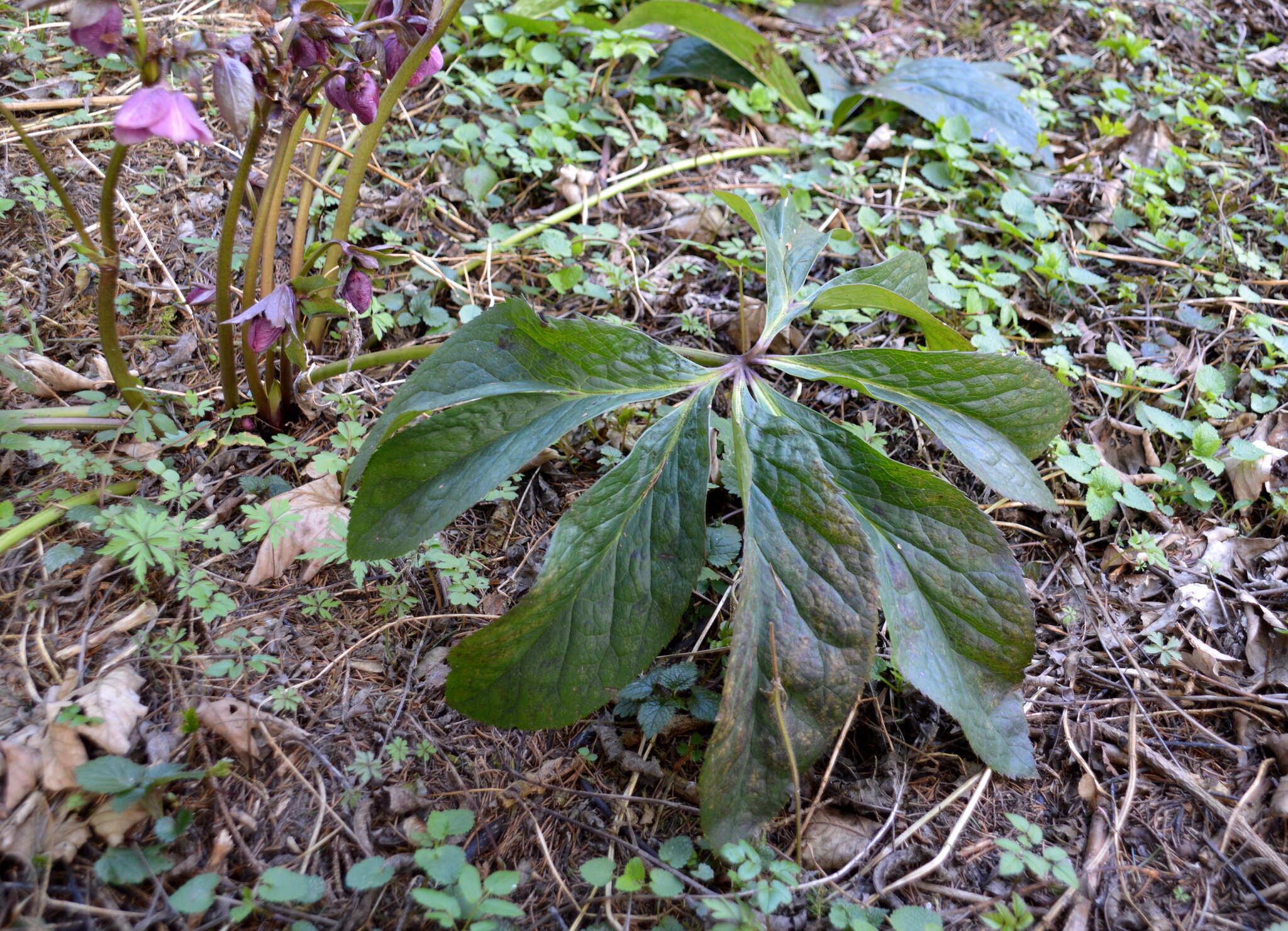 Image of Helleborus × hybridus H. Vilm.