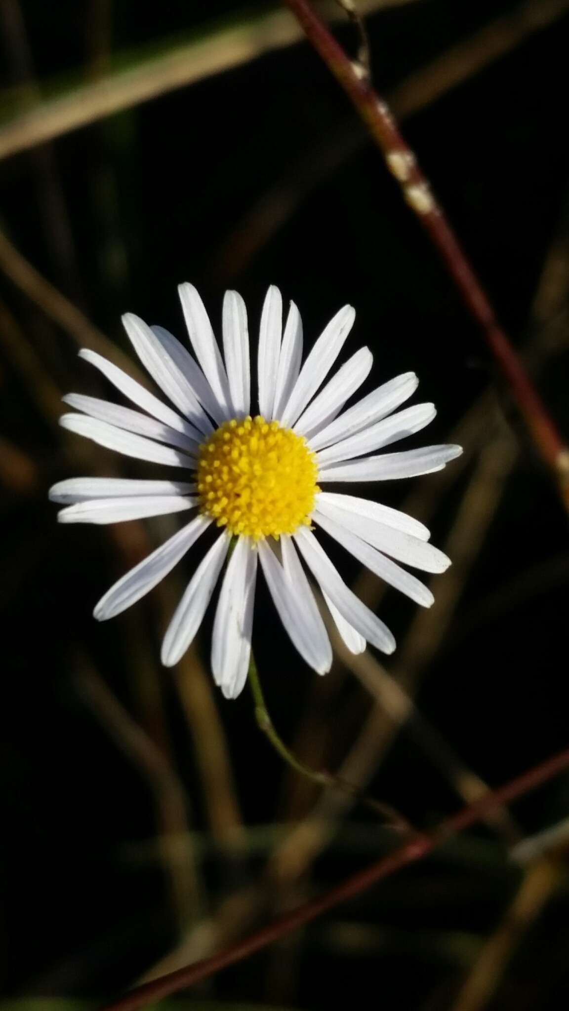 Image of Small-Head Doll's Daisy