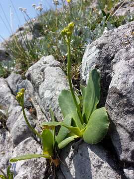 Image of Primula auricula L.