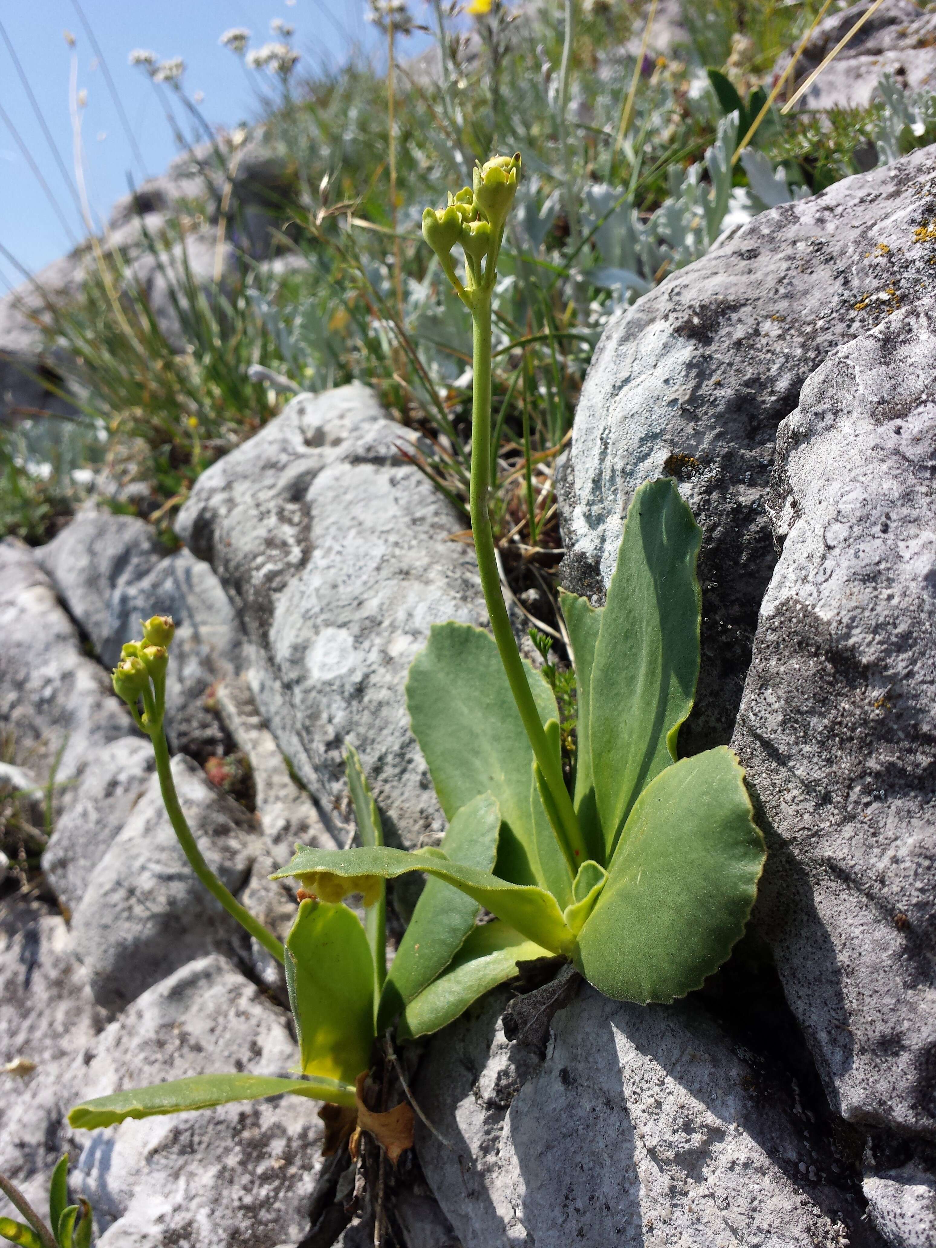 Image of Primula auricula L.