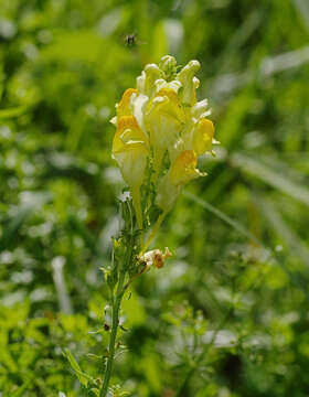 Image of Common Toadflax