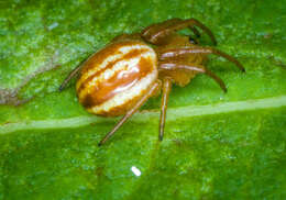 Image of Araneus pratensis (Emerton 1884)