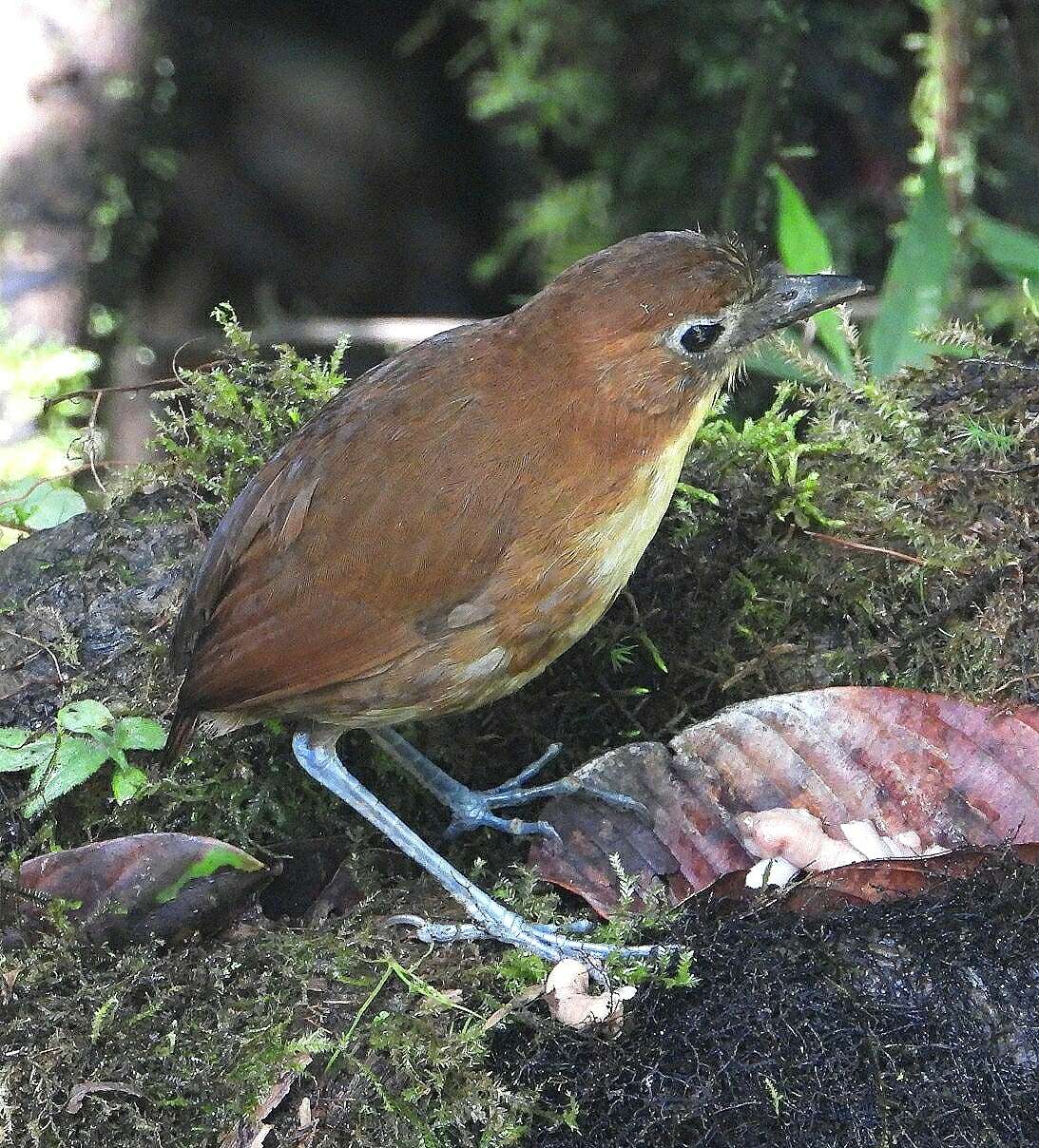 Image of Yellow-breasted Antpitta