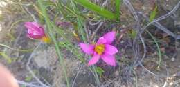 Image of rosy sandcrocus