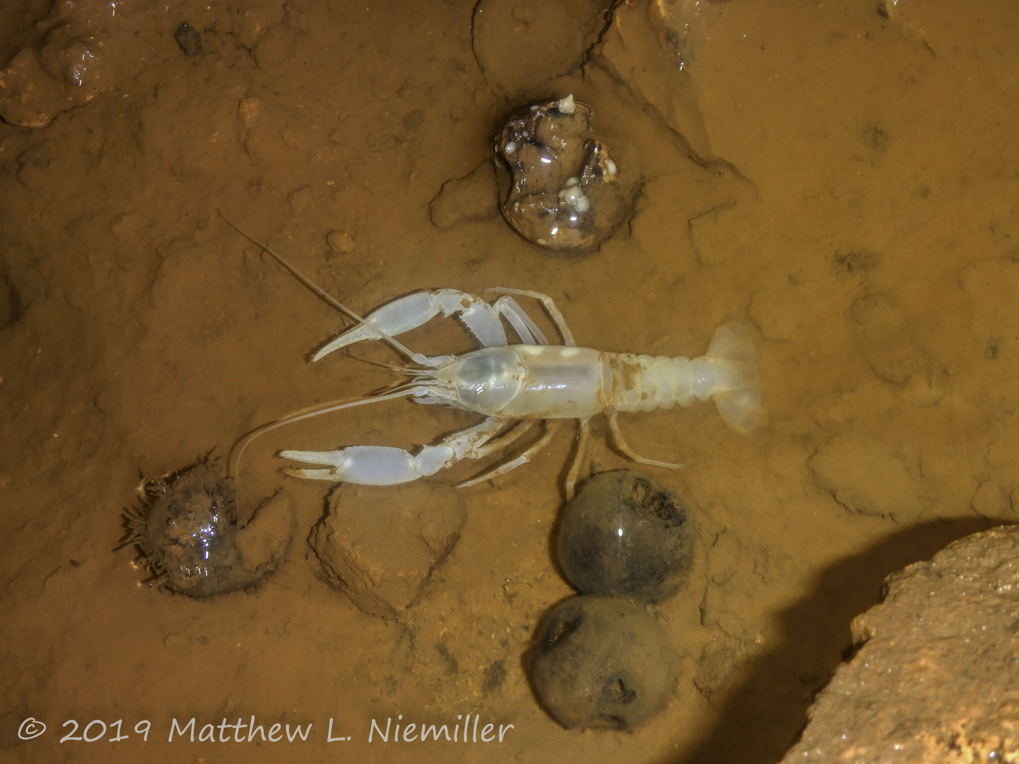 Image of Cambarus jonesi Hobbs & Barr 1960