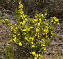 Image of Hibbertia riparia (R. Br. ex DC.) Hoogland