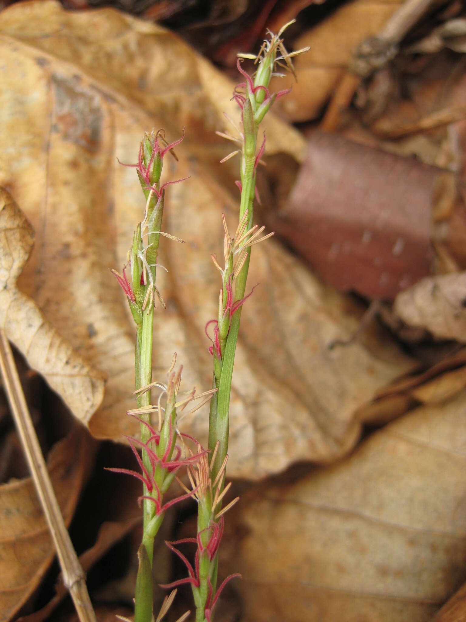 Carex siderosticta Hance resmi