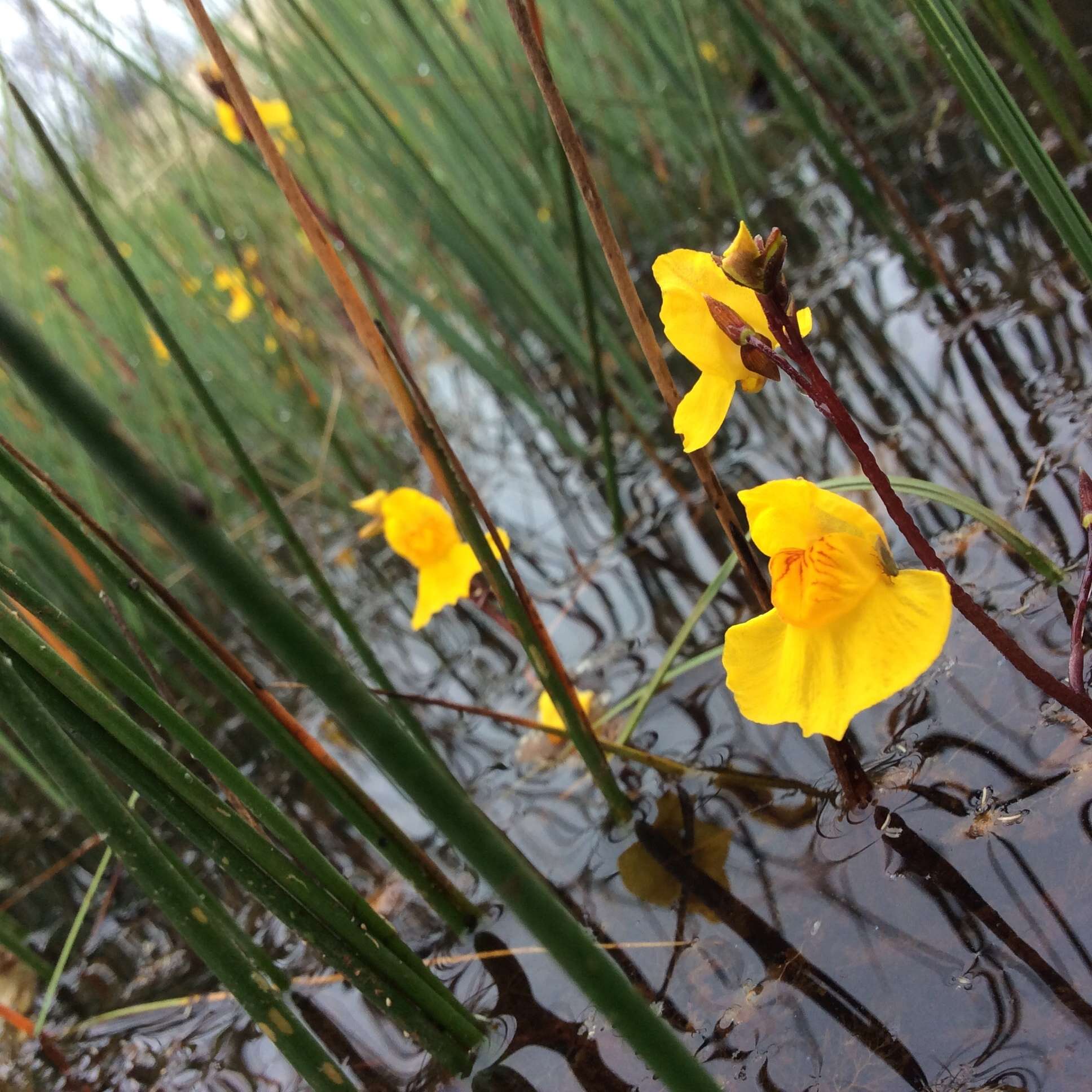 Слика од Utricularia australis R. Br.