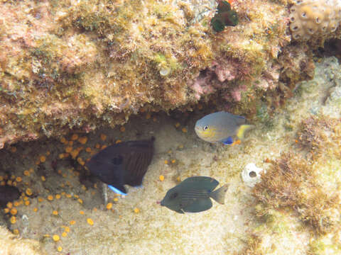 Image de Pycnochromis nigrurus (Smith 1960)