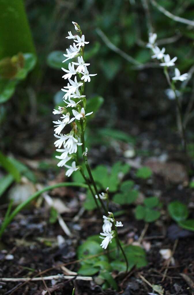 Слика од Holothrix parviflora (Lindl.) Rchb. fil.