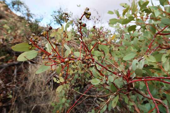 Image of Eucalyptus trivalva Blakely