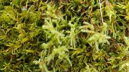 Image of sanionia moss