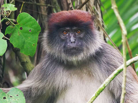 Image of Ashy Red Colobus