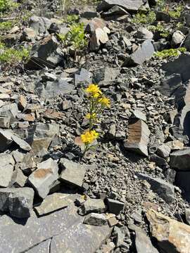 Image of Erysimum amurense Kitag.