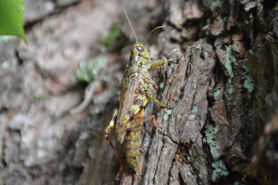 Melanoplus punctulatus (Uhler 1862)的圖片