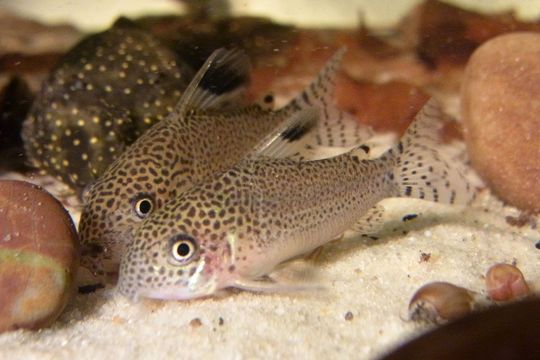 Image of South American catfish
