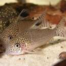 Image of Spotfin corydoras