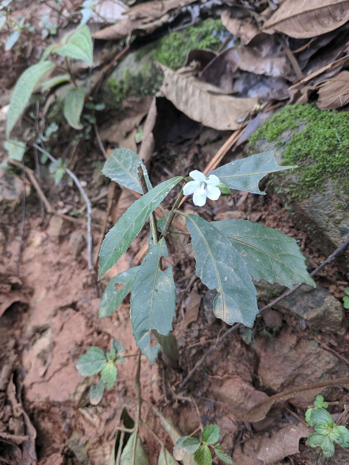 Image of Pavonia schiedeana Steudel