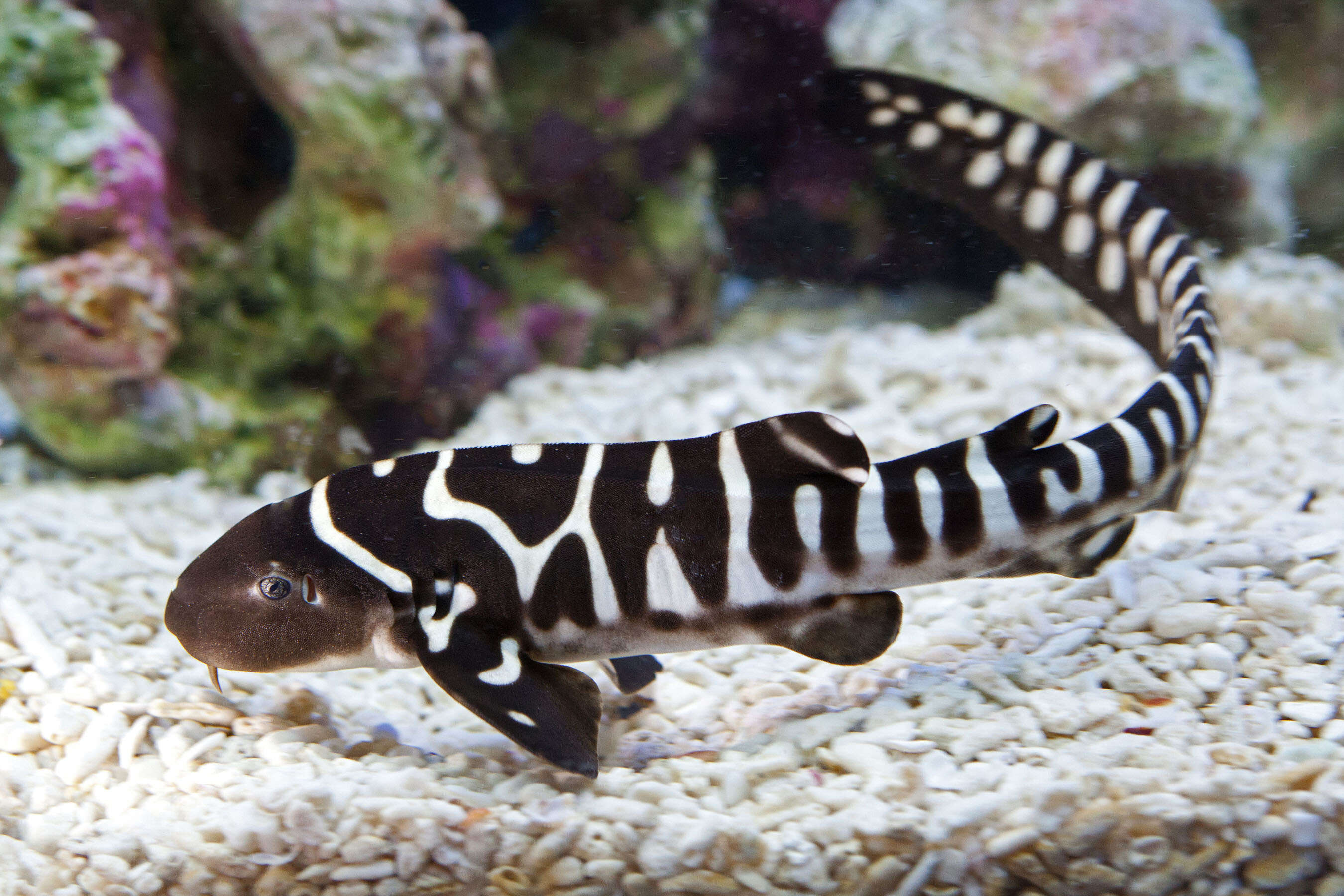 Image of zebra sharks