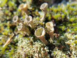 Image of Gray's cup lichen