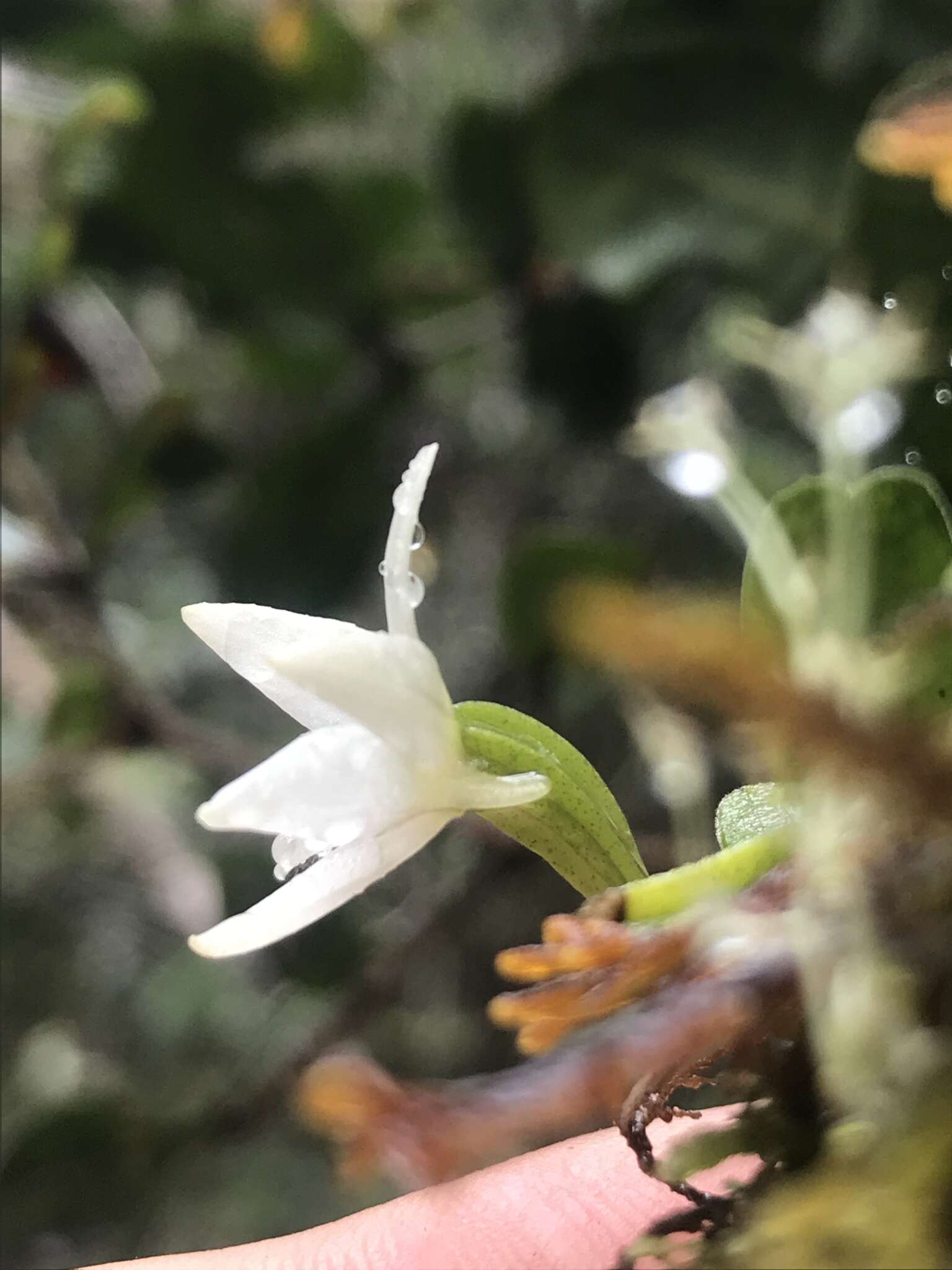 Imagem de Angraecum lecomtei H. Perrier