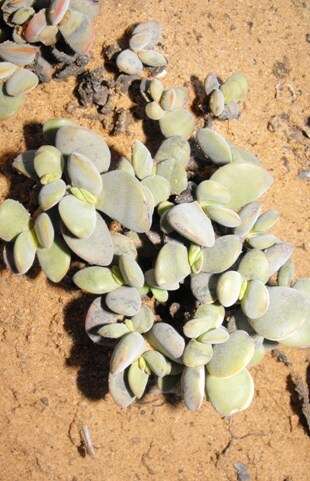 Image of Crassula sericea var. velutina (Friedr.) Tölken