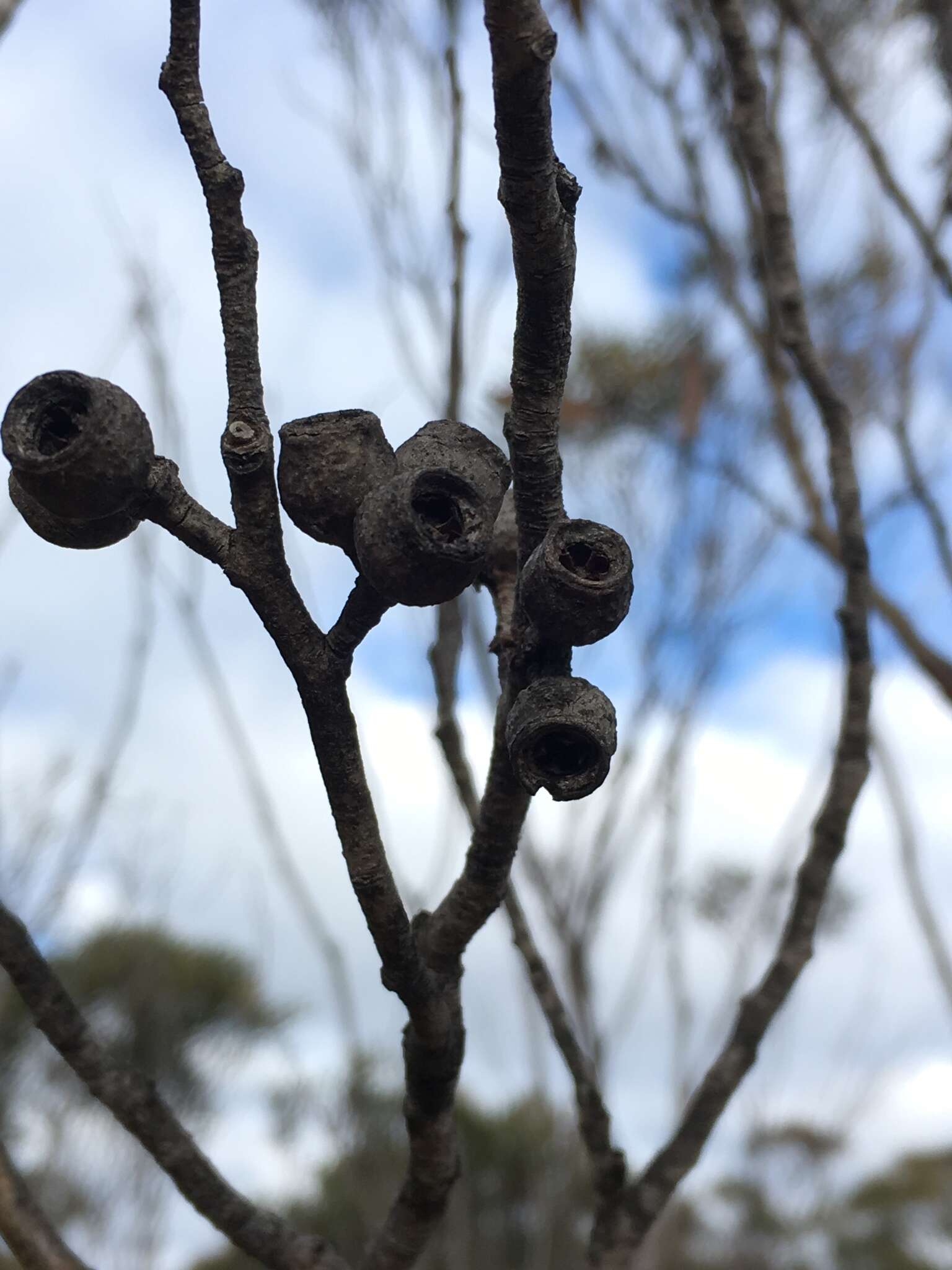 Image of Eucalyptus stricta Sieber ex Spreng.