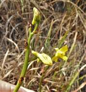 Image de Eulophia hians var. inaequalis (Schltr.) S. Thomas