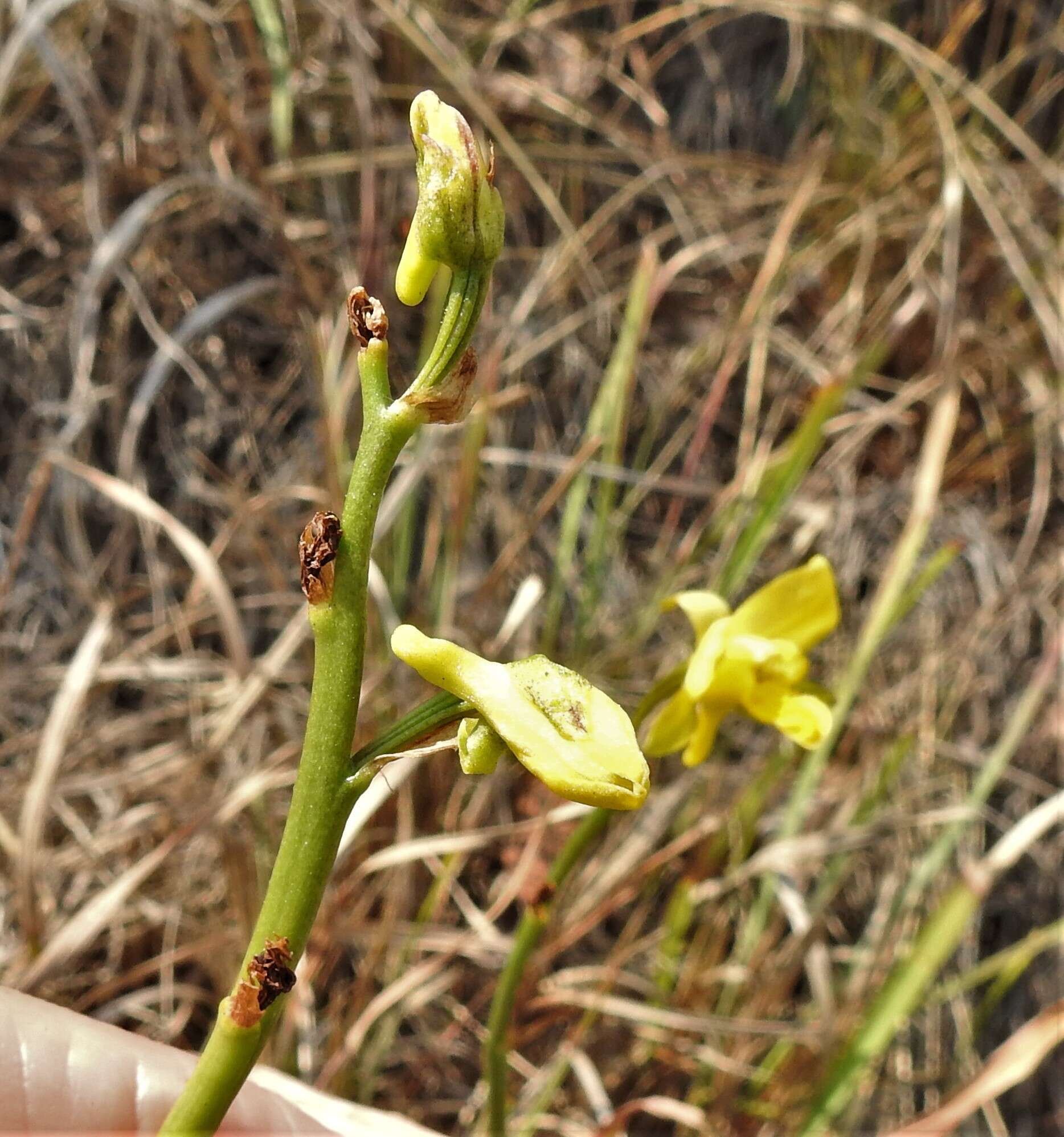 Image de Eulophia hians var. inaequalis (Schltr.) S. Thomas