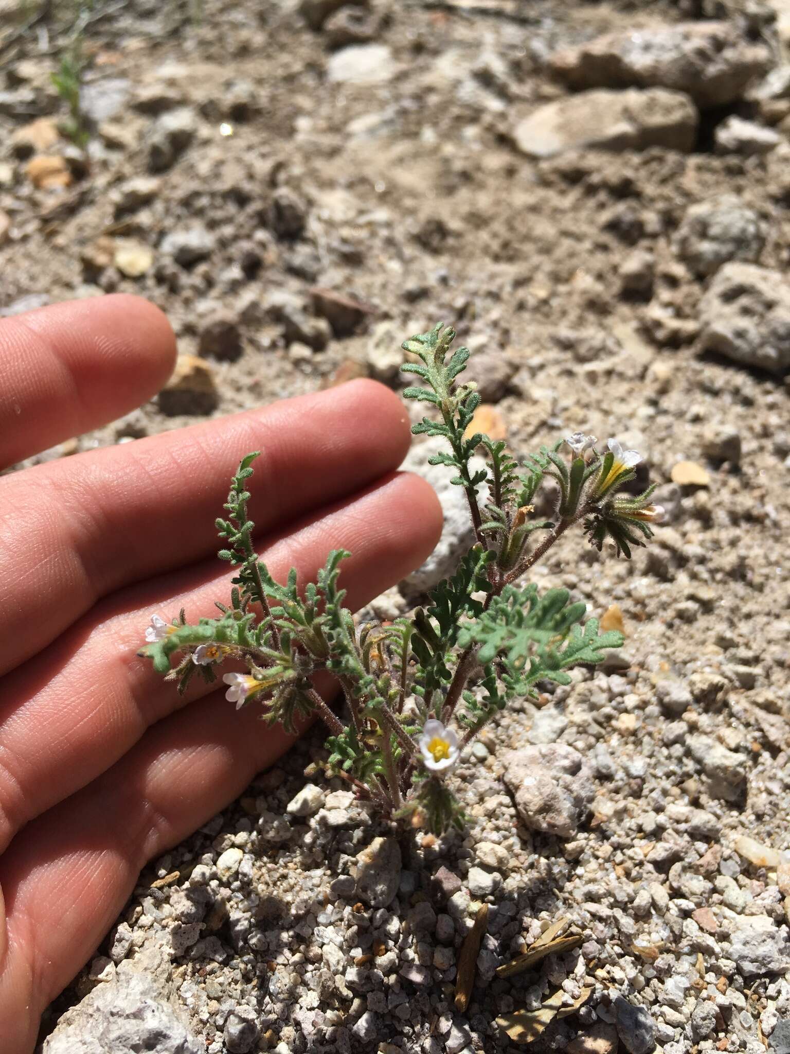 Image of sticky phacelia