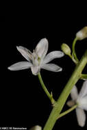 Image of Ornithogalum convallarioides H. Perrier