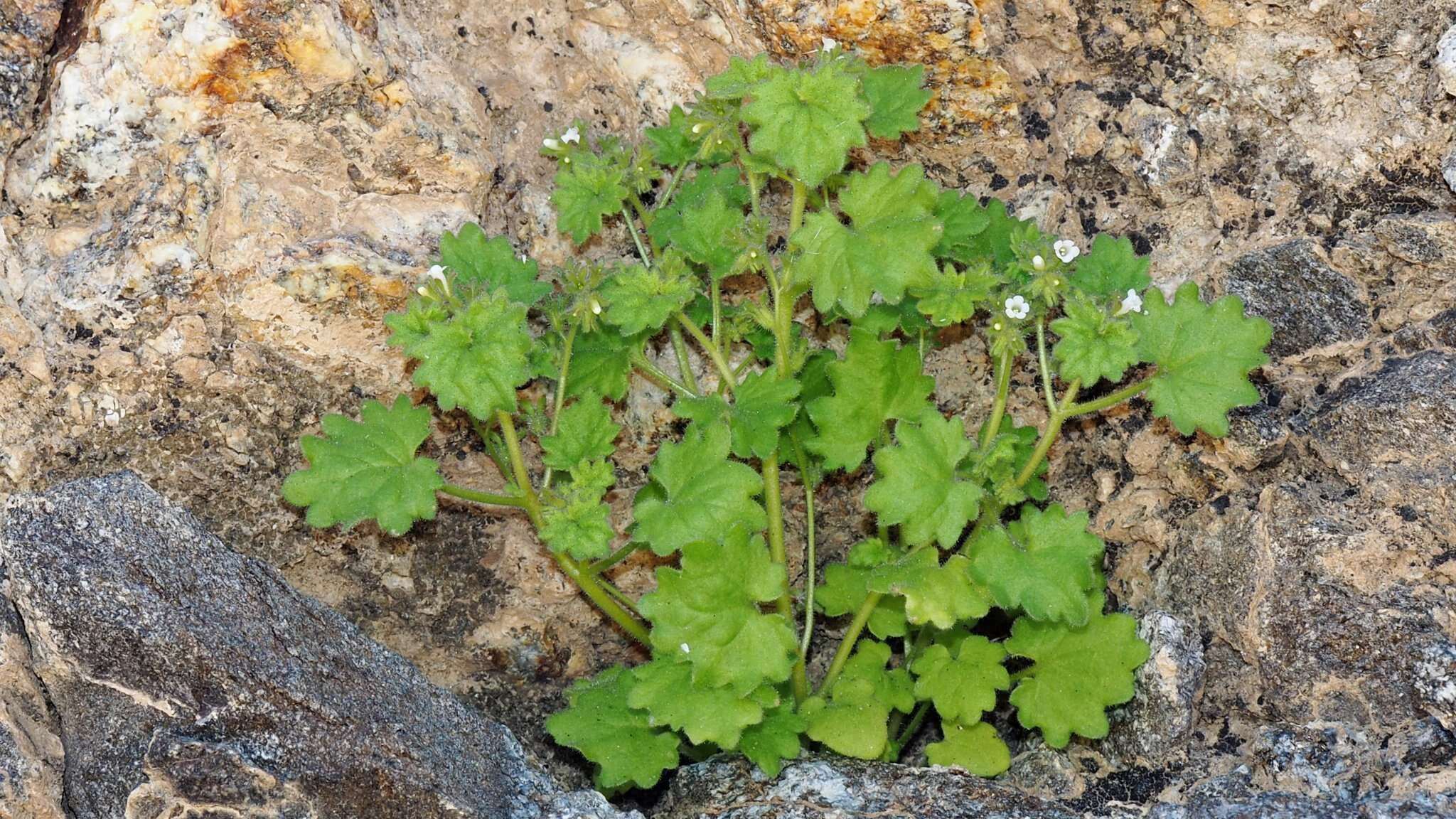 Image of roundleaf phacelia