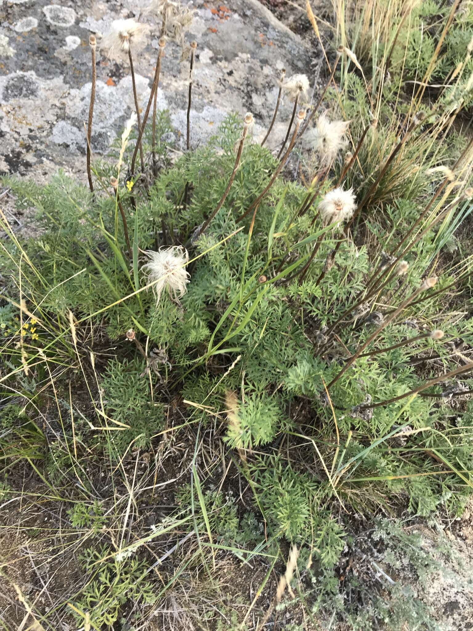 صورة Pulsatilla tenuiloba (Hayek) Juzepczuk